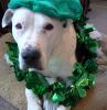 Rockapuppy's picture