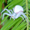 leafspider's picture
